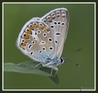 la solita (test lente) la solita (test lente)