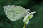 Farfalla Farfalla