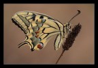 Un classico scatto di una bellissima farfalla.
180mm f/16 1/15 sec -1/3EV