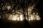 luce tra gli alberi luce tra gli alberi