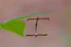 Impalpabile accoppiamento Impalpabile accoppiamento
