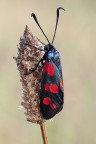 Zygaena Zygaena