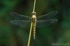Orthetrum cancellatum Orthetrum cancellatum