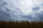 foto catturata mentre ero in macchina, da qui il movimento delle canne in primo piano, con una nikon d80, 55mm f/5.6 tempo di esposizione 1/1250.