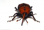 Rhynchophorus ferrugineus Rhynchophorus ferrugineus