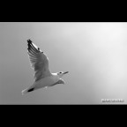 ::: VERSO LA LUCE ::: ::: VERSO LA LUCE :::