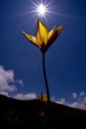 Tulipa australis Tulipa australis
