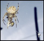 adesso che ti ho preso... adesso che ti ho preso...