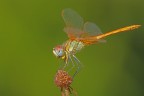simpetrum fonscolombii simpetrum fonscolombii
