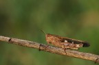 cavalletta