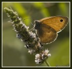 Maestosa in contro luce Maestosa in contro luce