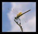 trasparenze trasparenze