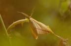 Rhodometra sacraria Rhodometra sacraria
