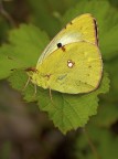 Colias crocea Colias crocea