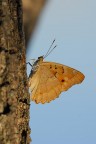 Farfalla...identificazione Farfalla...identificazione