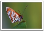 melitaea (4') melitaea (4')