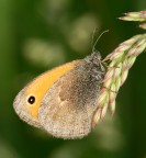 farfallina farfallina