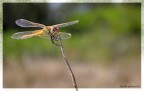 Libellula sarda Libellula sarda