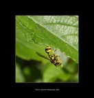 Un bel piatto succulento. Un bel piatto succulento.