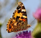 vanessa vanitosa vanessa vanitosa