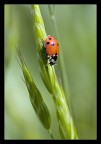 Coccinella Coccinella
