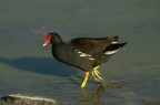 Gallinella d'acqua Gallinella d'acqua