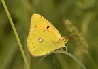 Colias Colias