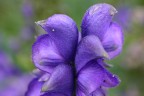 fiori oppure uccellini fiori oppure uccellini
