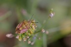 Ancora una cimice