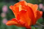 la rosa la rosa