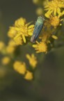 Cicadella virdis Cicadella virdis