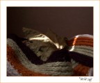Autunno Autunno