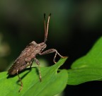 Microspia all'ascolto Microspia all'ascolto