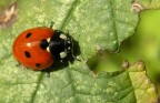 Coccinella Coccinella