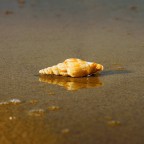 conchiglia (l'ultima ) conchiglia (l'ultima )