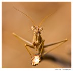 Meditazione Meditazione