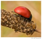 Mi vergogno! Mi vergogno!