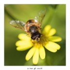 a me gli occhi a me gli occhi