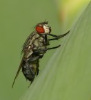 semplice mosca semplice mosca