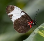 Farfalla 2 Farfalla 2