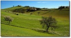 ...sempre campagna marchigiana in primavera.
Commenti, critiche, consigli e quant'altro, comunque nei limiti della decenza..., sempre ben accetti.