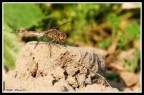Libellula Piemontese Libellula Piemontese