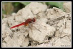 libellula rosso rubino libellula rosso rubino