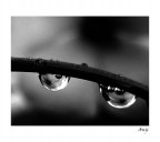 ....gemelle... ....gemelle...