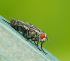 Semplice Mosca NEW