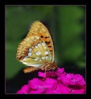 sui garofani sui garofani