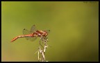 libellula brawn libellula brawn