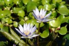Fior di natura Fior di natura