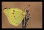 Colias crocea, Texture e Geometride Colias crocea, Texture e Geometride