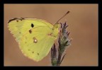 180mm e luce naturale, treppiede.

[url=http://www.macrofotografia.net/images/stories/portfolio1200/colias1200.jpg]Colias crocea a 1200px[/px]